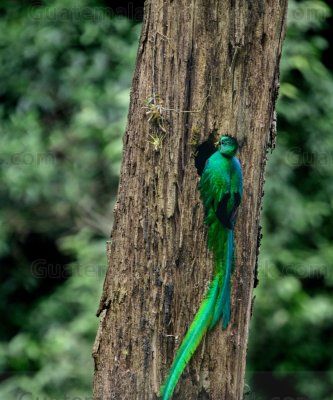 Quetzal en el Mirador Rey Tepepul