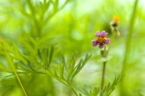 Flor