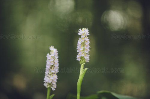 Pontederia cordata, espiga de agua