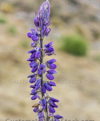 Flor silvestre en la Sierra de los Cuchumatanes