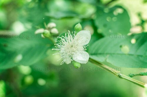 Flor de guayaba