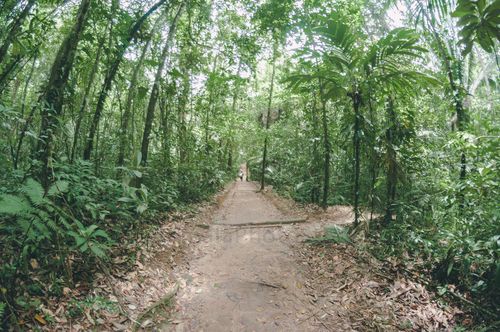 Sendero parque nacional Laguna de Lachuá