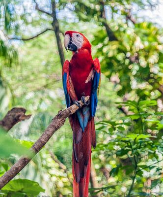 Guacamaya