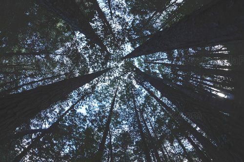 Bosque