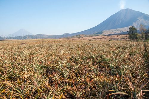 Cultivo de piñas