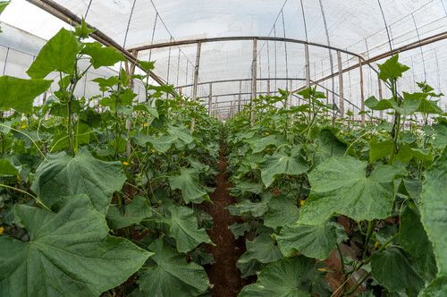 Plantas de pepino en vivero