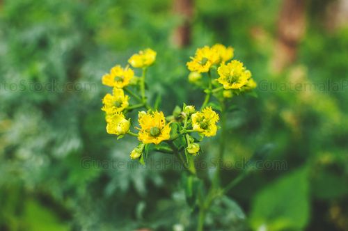 Flor