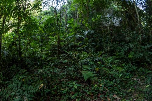 Selva tropical