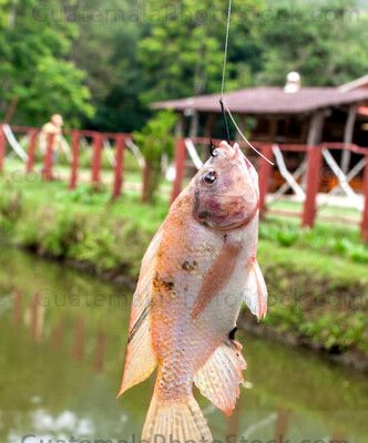 Pesca deportiva de truchas