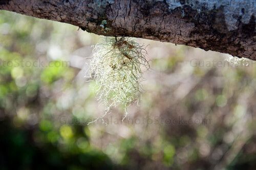 Helecho de bosque nuboso