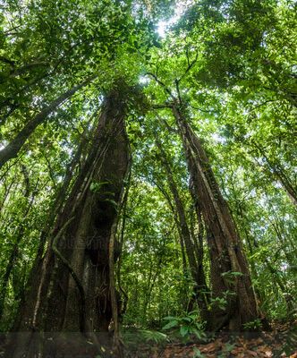 Bosque tropical de Laguna Brava