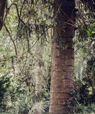 Sendero en el Jardín Botánico